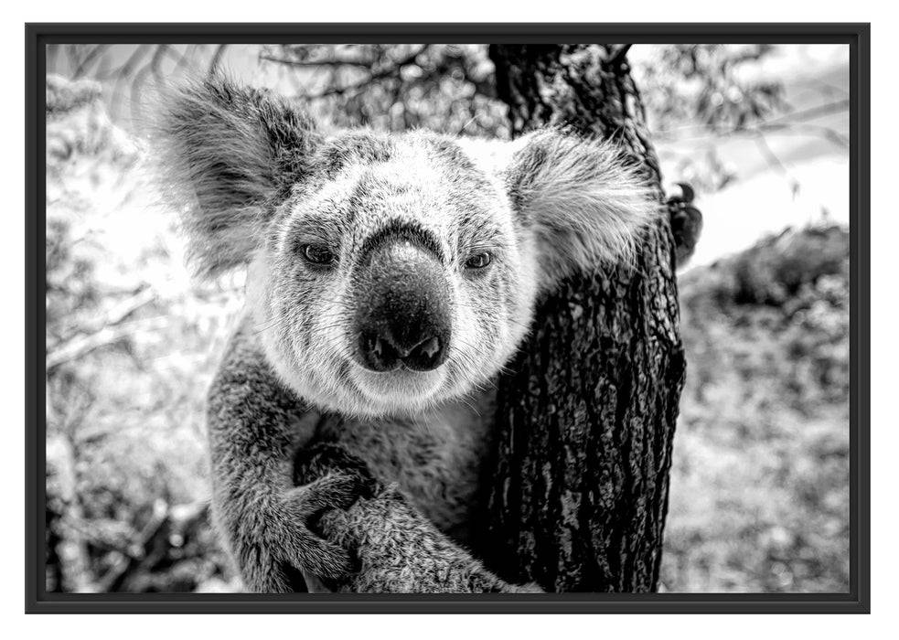 Pixxprint Neugieriger Koala am Baum Nahaufnahme, Monochrome, im Schwebe-Effekt Bilderrahmen JETZT KAUFEN