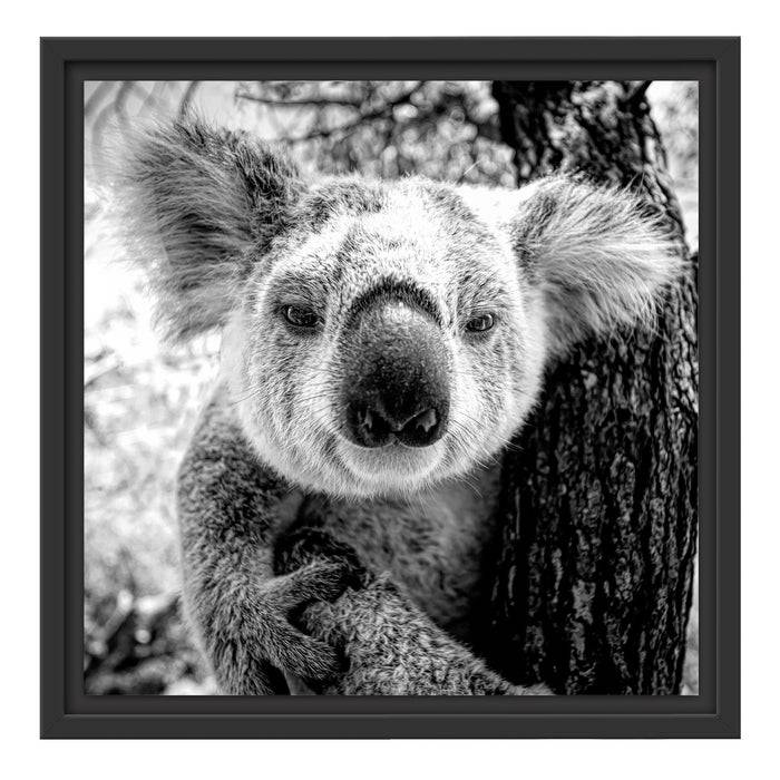 Pixxprint Neugieriger Koala am Baum Nahaufnahme, Monochrome, im Schwebe-Effekt Bilderrahmen JETZT KAUFEN