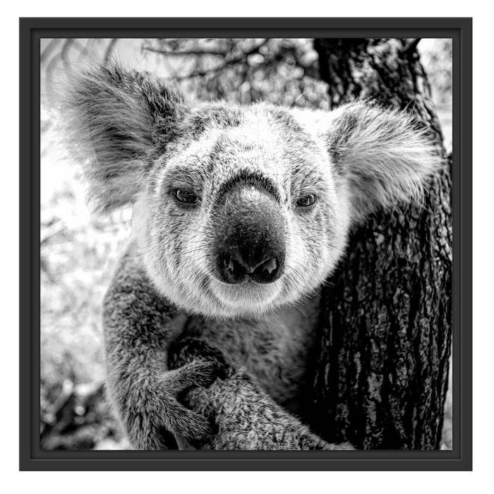 Pixxprint Neugieriger Koala am Baum Nahaufnahme, Monochrome, im Schwebe-Effekt Bilderrahmen JETZT KAUFEN