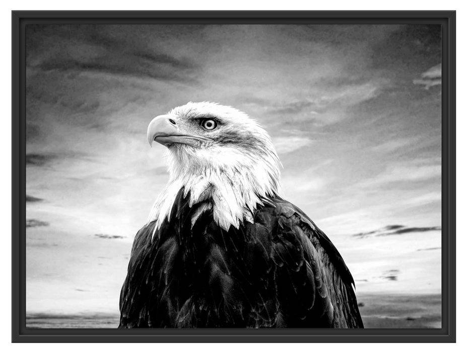 Pixxprint Weisskopfseeadler im Sonnenuntergang, Monochrome, im Schwebe-Effekt Bilderrahmen Letzte 2 Tage