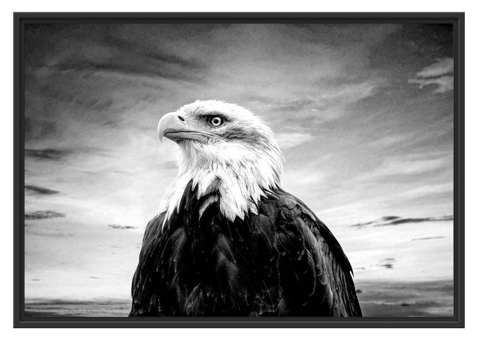 Pixxprint Weisskopfseeadler im Sonnenuntergang, Monochrome, im Schwebe-Effekt Bilderrahmen Letzte 2 Tage