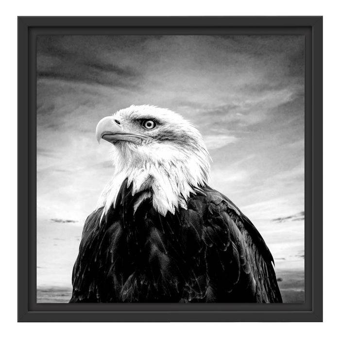 Pixxprint Weisskopfseeadler im Sonnenuntergang, Monochrome, im Schwebe-Effekt Bilderrahmen Letzte 2 Tage