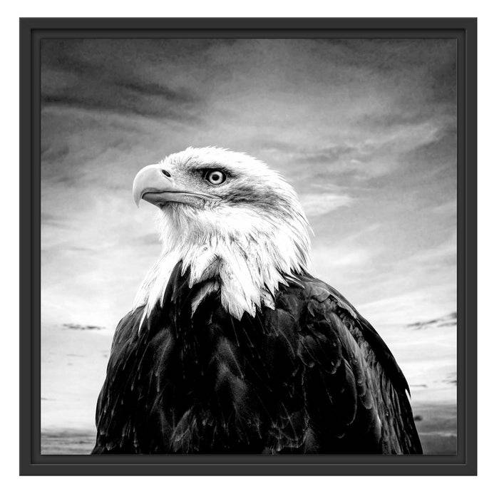 Pixxprint Weisskopfseeadler im Sonnenuntergang, Monochrome, im Schwebe-Effekt Bilderrahmen Letzte 2 Tage