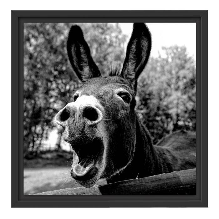 Pixxprint Brüllender Esel im Gehege Nahaufnahme, Monochrome, im Schwebe-Effekt Bilderrahmen Zeitbegrenzte Promotion