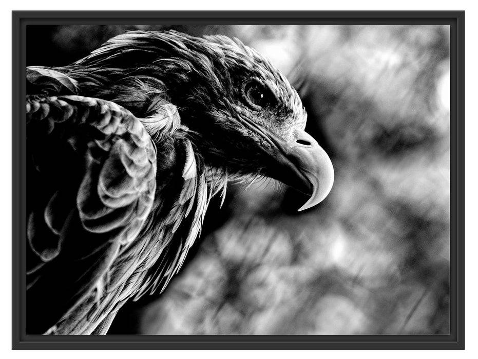 Pixxprint Mächtiger Adler Nahaufnahme, Monochrome, im Schwebe-Effekt Bilderrahmen Nur für heute