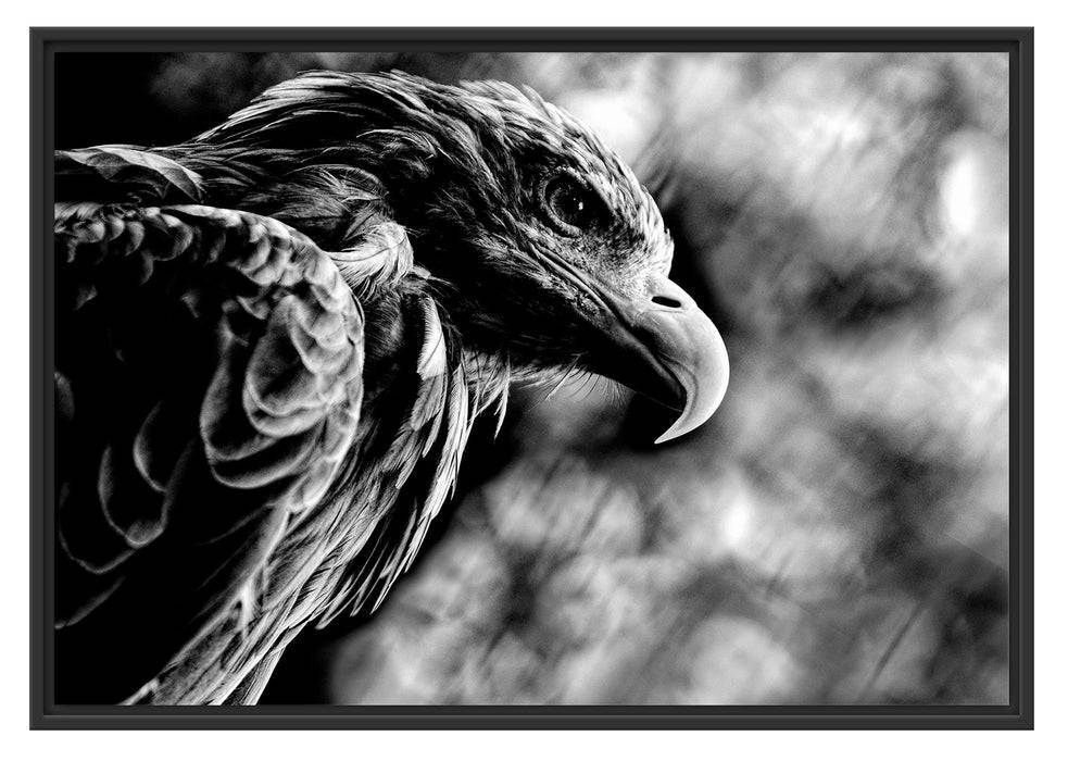 Pixxprint Mächtiger Adler Nahaufnahme, Monochrome, im Schwebe-Effekt Bilderrahmen Nur für heute