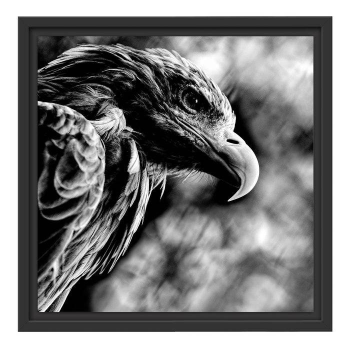 Pixxprint Mächtiger Adler Nahaufnahme, Monochrome, im Schwebe-Effekt Bilderrahmen Nur für heute