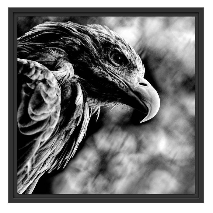 Pixxprint Mächtiger Adler Nahaufnahme, Monochrome, im Schwebe-Effekt Bilderrahmen Nur für heute