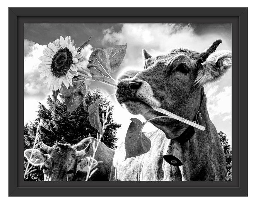 Pixxprint Nahaufnahme Kuh mit Sonnenblume im Maul, Monochrome, im Schwebe-Effekt Bilderrahmen