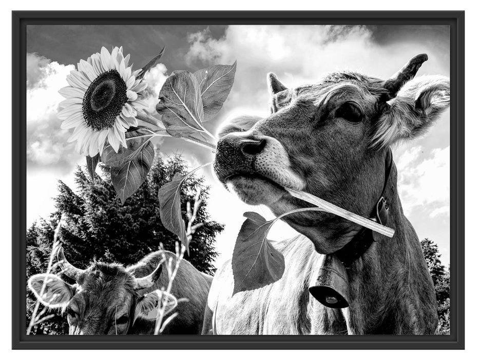Pixxprint Nahaufnahme Kuh mit Sonnenblume im Maul, Monochrome, im Schwebe-Effekt Bilderrahmen Vierteljährliche Förderung