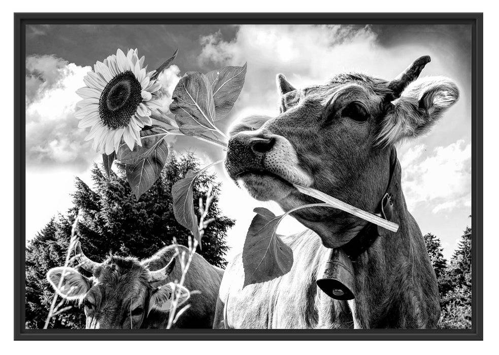 Pixxprint Nahaufnahme Kuh mit Sonnenblume im Maul, Monochrome, im Schwebe-Effekt Bilderrahmen Vierteljährliche Förderung