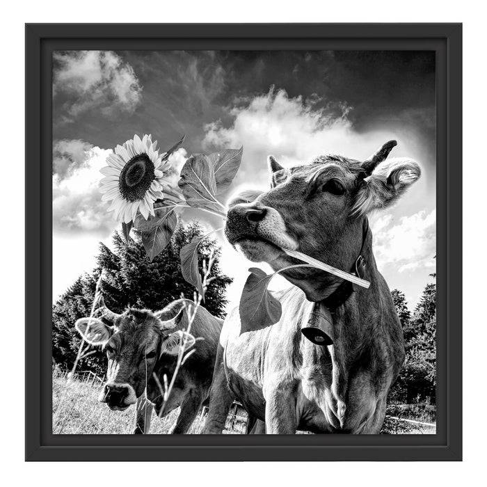 Pixxprint Nahaufnahme Kuh mit Sonnenblume im Maul, Monochrome, im Schwebe-Effekt Bilderrahmen Vierteljährliche Förderung