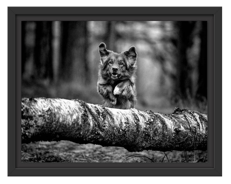 Pixxprint Hund springt über Baumstamm im Wald, Monochrome, im Schwebe-Effekt Bilderrahmen