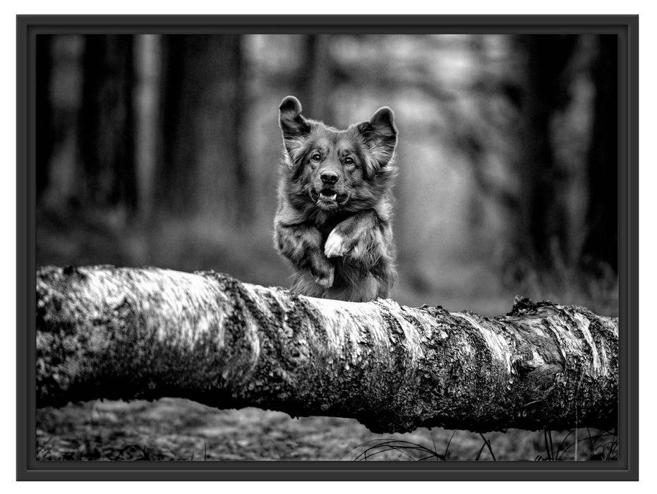 Pixxprint Hund springt über Baumstamm im Wald, Monochrome, im Schwebe-Effekt Bilderrahmen Bis zu 55% Rabatt