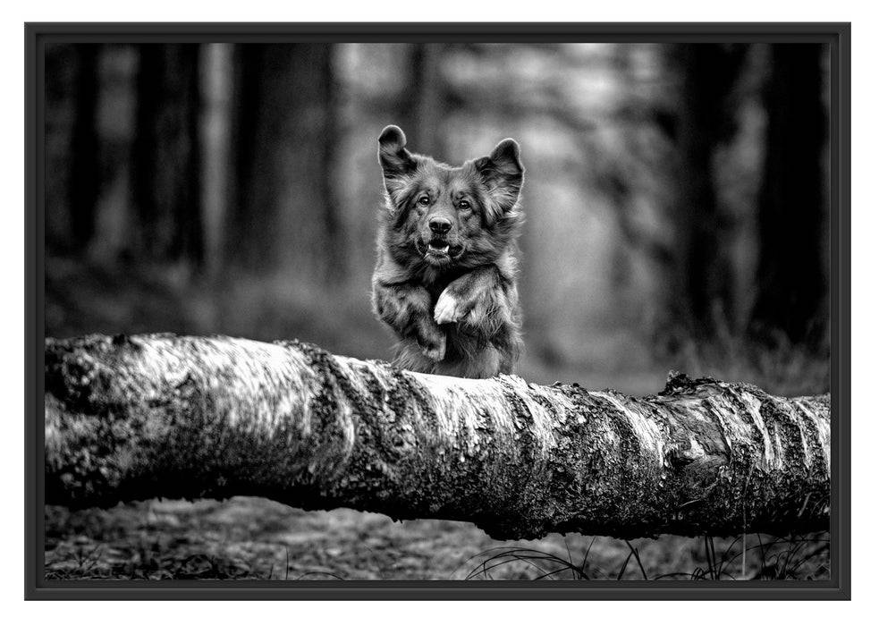 Pixxprint Hund springt über Baumstamm im Wald, Monochrome, im Schwebe-Effekt Bilderrahmen Bis zu 55% Rabatt