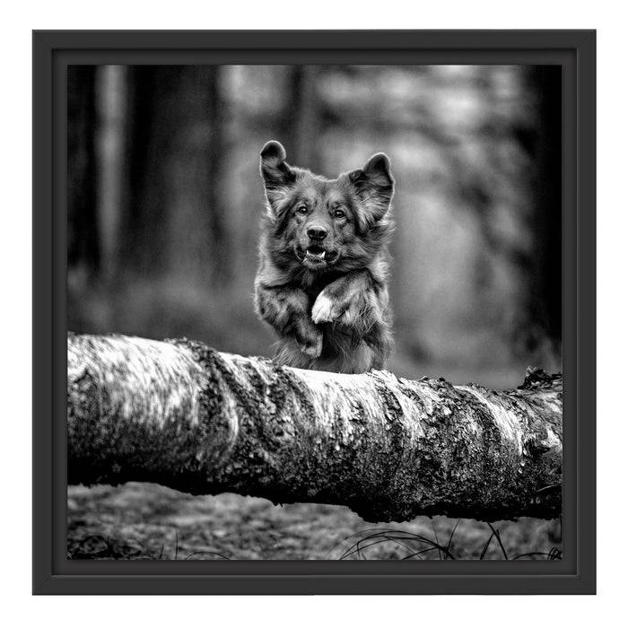 Pixxprint Hund springt über Baumstamm im Wald, Monochrome, im Schwebe-Effekt Bilderrahmen Bis zu 55% Rabatt