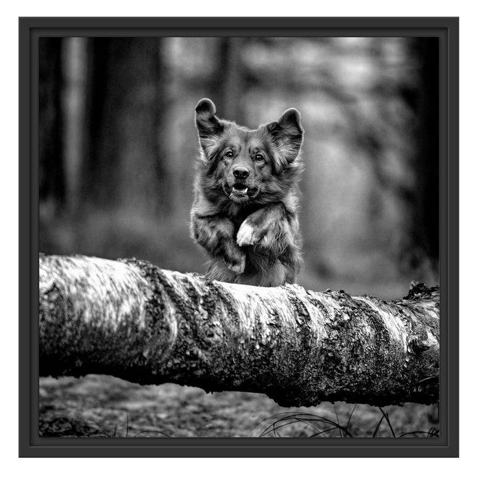 Pixxprint Hund springt über Baumstamm im Wald, Monochrome, im Schwebe-Effekt Bilderrahmen Bis zu 55% Rabatt