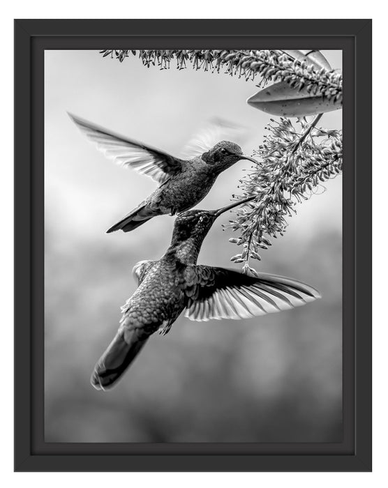Pixxprint Zwei grüne Kolibris an lila Blume, Monochrome, im Schwebe-Effekt Bilderrahmen