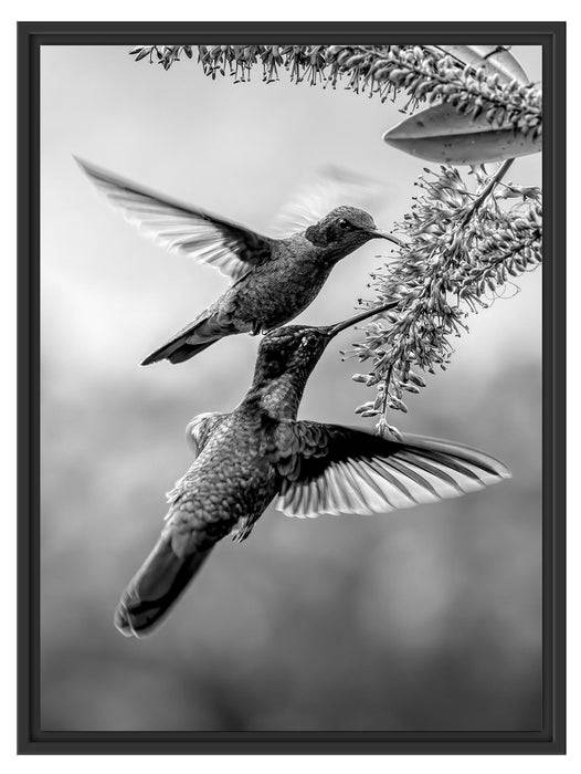 Pixxprint Zwei grüne Kolibris an lila Blume, Monochrome, im Schwebe-Effekt Bilderrahmen Kostenloser Versand international