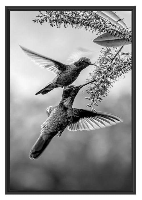 Pixxprint Zwei grüne Kolibris an lila Blume, Monochrome, im Schwebe-Effekt Bilderrahmen Kostenloser Versand international