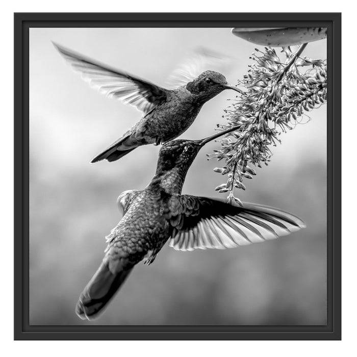 Pixxprint Zwei grüne Kolibris an lila Blume, Monochrome, im Schwebe-Effekt Bilderrahmen Kostenloser Versand international