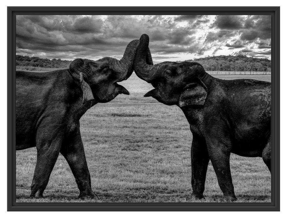 Pixxprint Elefanten Rüssel an Rüssel, Monochrome, im Schwebe-Effekt Bilderrahmen Fabrikladen