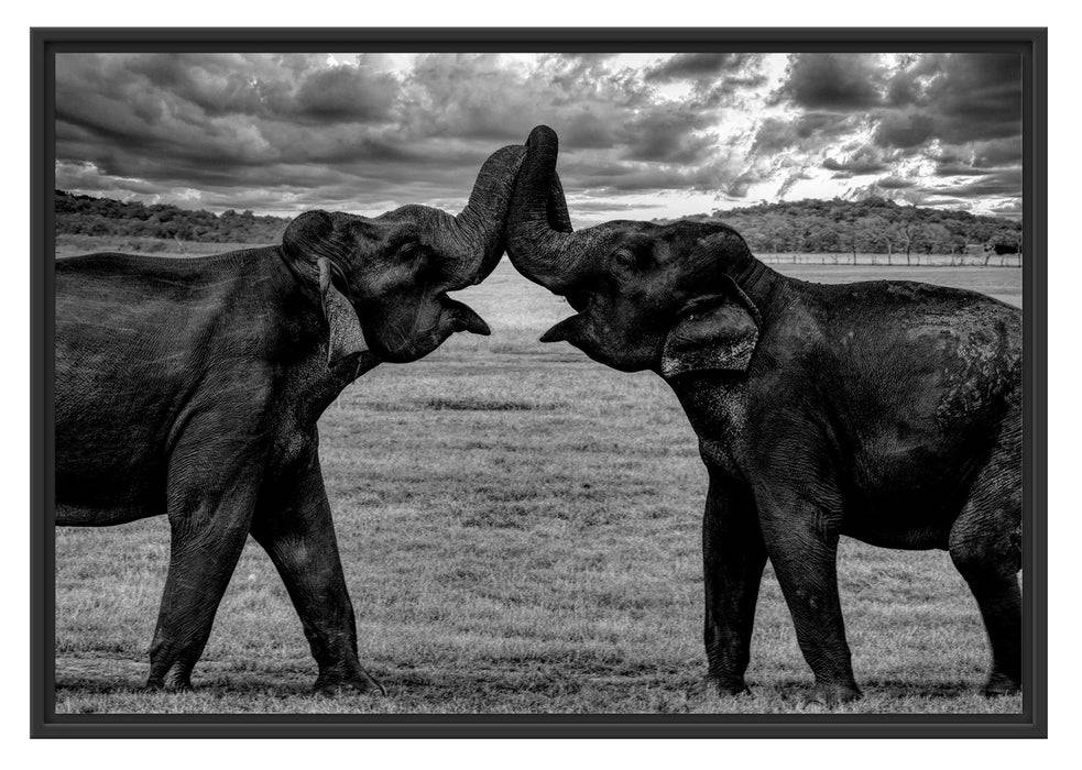 Pixxprint Elefanten Rüssel an Rüssel, Monochrome, im Schwebe-Effekt Bilderrahmen Fabrikladen