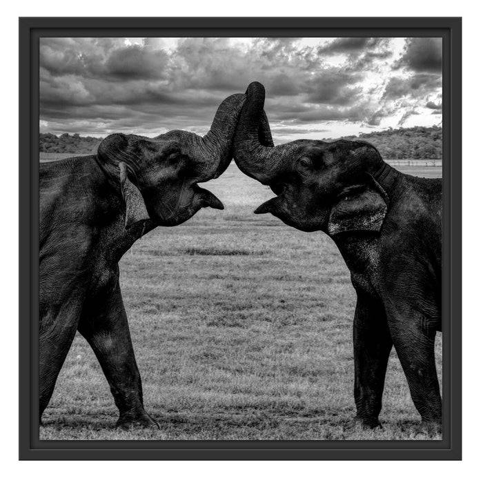Pixxprint Elefanten Rüssel an Rüssel, Monochrome, im Schwebe-Effekt Bilderrahmen Fabrikladen