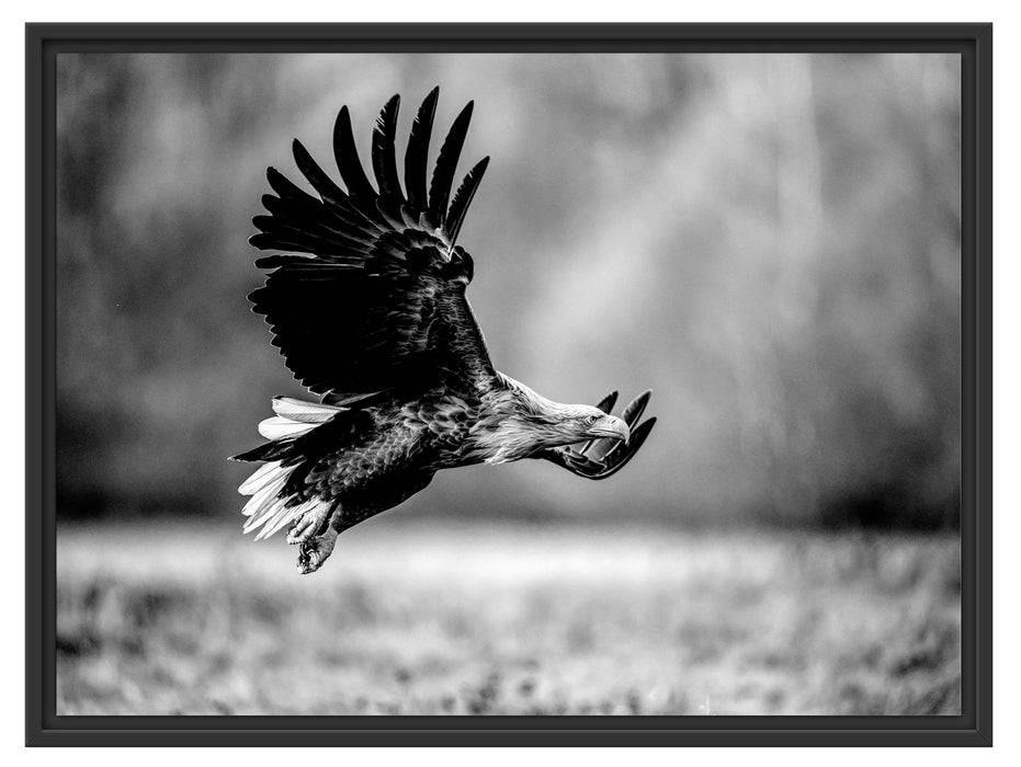 Pixxprint Nahaufnahme Adler bei der Jagd, Monochrome, im Schwebe-Effekt Bilderrahmen Begrenzt auf 3 Tage