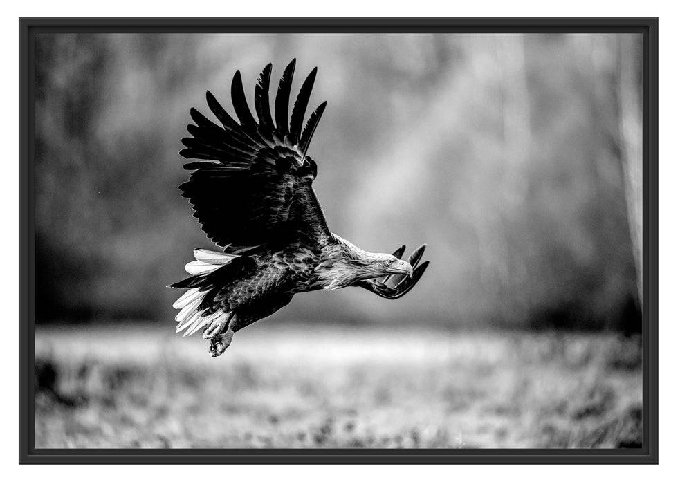 Pixxprint Nahaufnahme Adler bei der Jagd, Monochrome, im Schwebe-Effekt Bilderrahmen Begrenzt auf 3 Tage