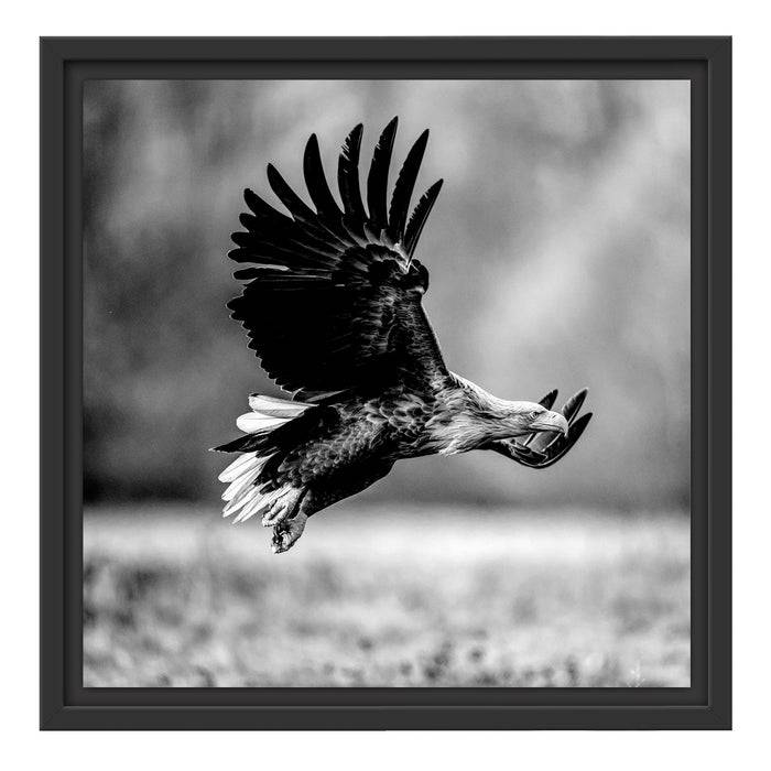 Pixxprint Nahaufnahme Adler bei der Jagd, Monochrome, im Schwebe-Effekt Bilderrahmen Begrenzt auf 3 Tage