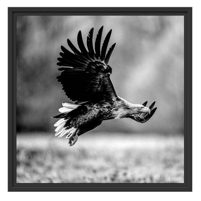 Pixxprint Nahaufnahme Adler bei der Jagd, Monochrome, im Schwebe-Effekt Bilderrahmen Begrenzt auf 3 Tage