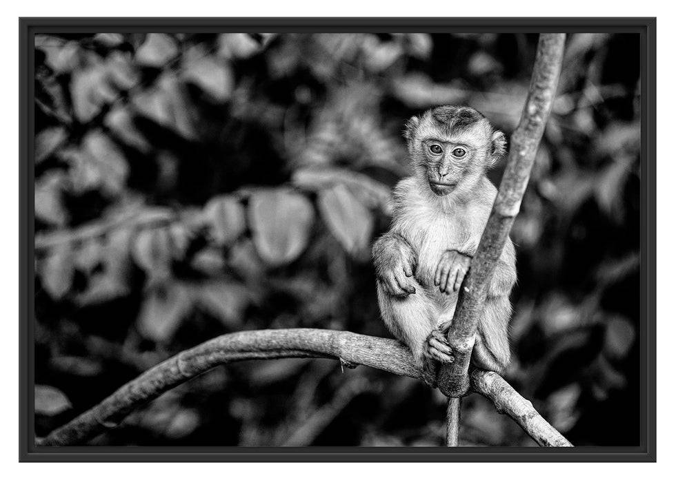 Pixxprint Kleines Äffchen sitzt auf Ast, Monochrome, im Schwebe-Effekt Bilderrahmen Outlet