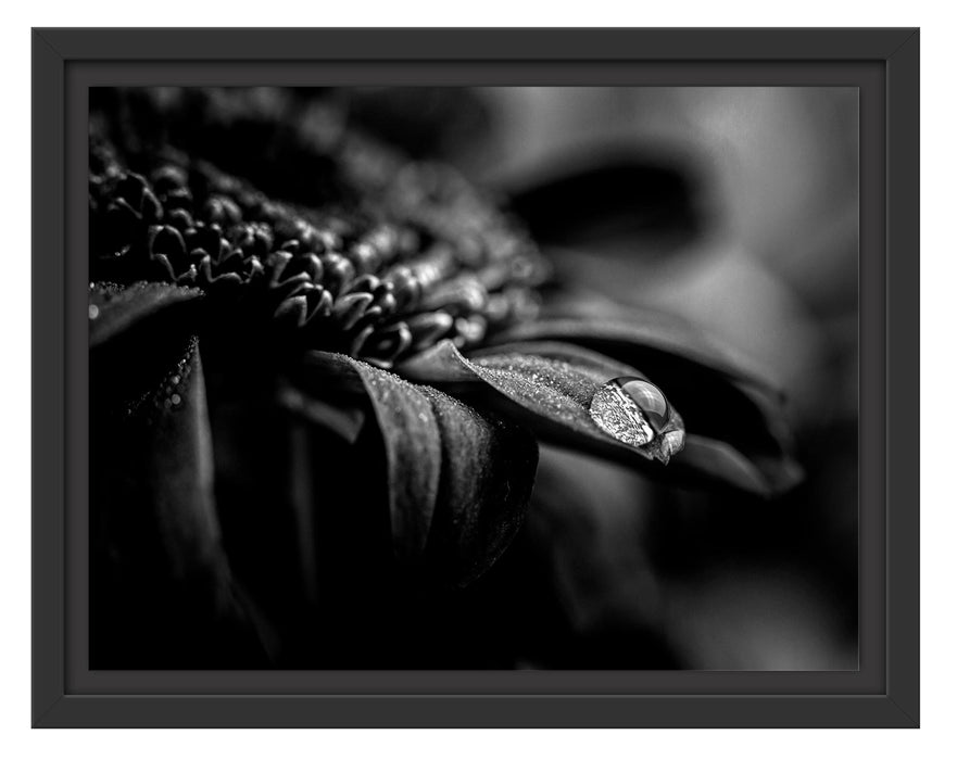 Pixxprint Nahaufnahme Tropfen auf lila Blume, Monochrome, im Schwebe-Effekt Bilderrahmen Schlussverkauf