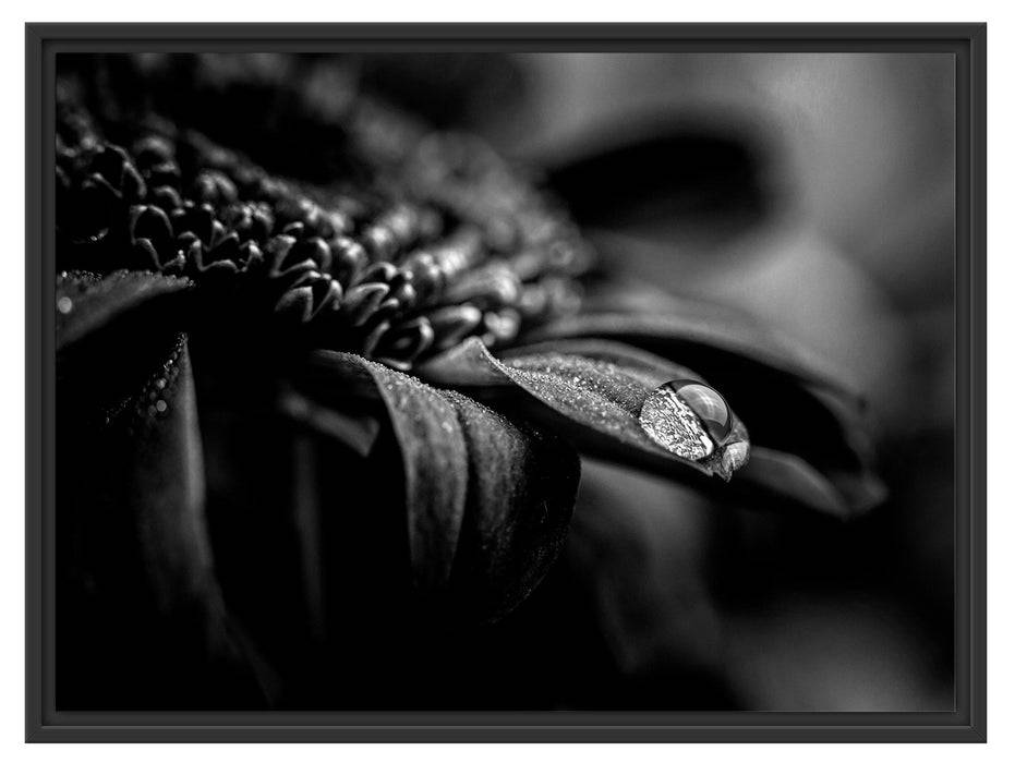 Pixxprint Nahaufnahme Tropfen auf lila Blume, Monochrome, im Schwebe-Effekt Bilderrahmen Schlussverkauf