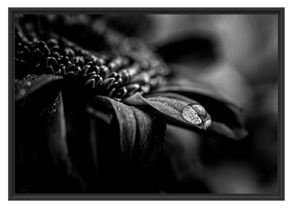 Pixxprint Nahaufnahme Tropfen auf lila Blume, Monochrome, im Schwebe-Effekt Bilderrahmen Schlussverkauf