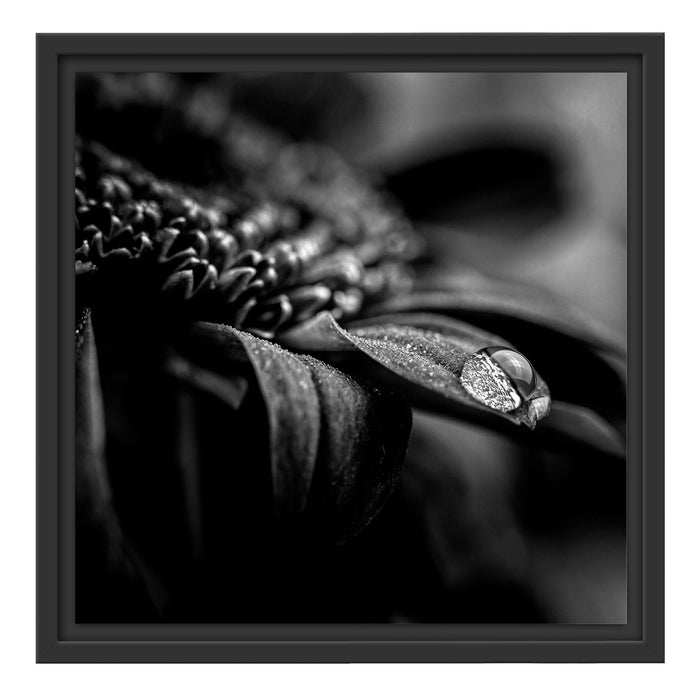 Pixxprint Nahaufnahme Tropfen auf lila Blume, Monochrome, im Schwebe-Effekt Bilderrahmen Schlussverkauf