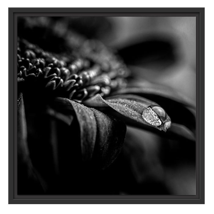 Pixxprint Nahaufnahme Tropfen auf lila Blume, Monochrome, im Schwebe-Effekt Bilderrahmen Schlussverkauf
