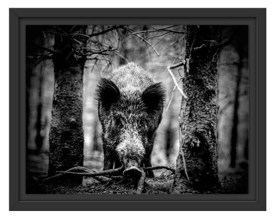 Pixxprint Nahaufnahme Wildschwein im Wald, Monochrome, im Schwebe-Effekt Bilderrahmen Fabrikverkauf