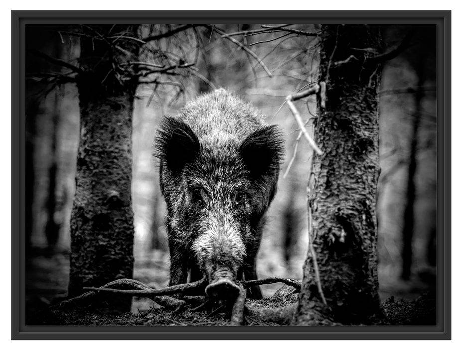 Pixxprint Nahaufnahme Wildschwein im Wald, Monochrome, im Schwebe-Effekt Bilderrahmen Fabrikverkauf
