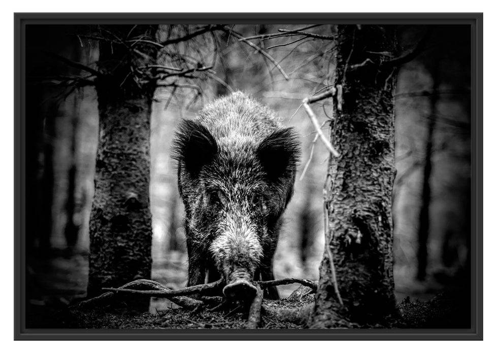 Pixxprint Nahaufnahme Wildschwein im Wald, Monochrome, im Schwebe-Effekt Bilderrahmen Fabrikverkauf