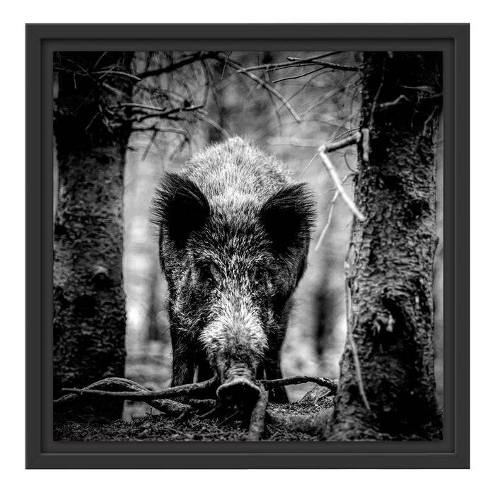 Pixxprint Nahaufnahme Wildschwein im Wald, Monochrome, im Schwebe-Effekt Bilderrahmen Fabrikverkauf
