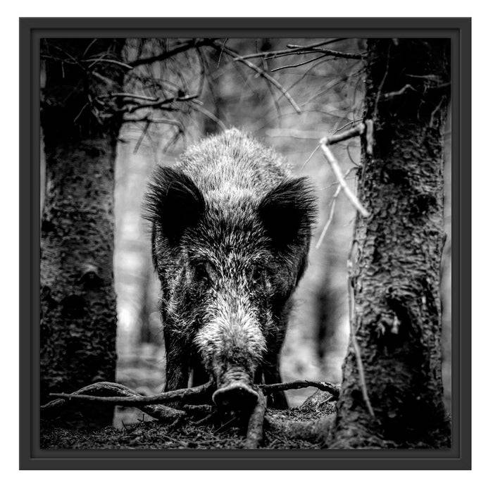 Pixxprint Nahaufnahme Wildschwein im Wald, Monochrome, im Schwebe-Effekt Bilderrahmen Fabrikverkauf