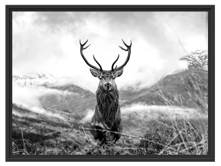 Pixxprint Majestätischer Hirsch in Berglandschaft, Monochrome, im Schwebe-Effekt Bilderrahmen Kostenloser Versand