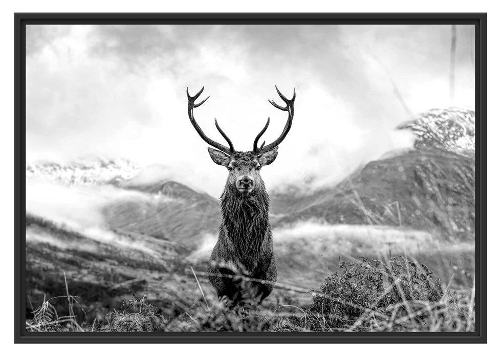 Pixxprint Majestätischer Hirsch in Berglandschaft, Monochrome, im Schwebe-Effekt Bilderrahmen Kostenloser Versand