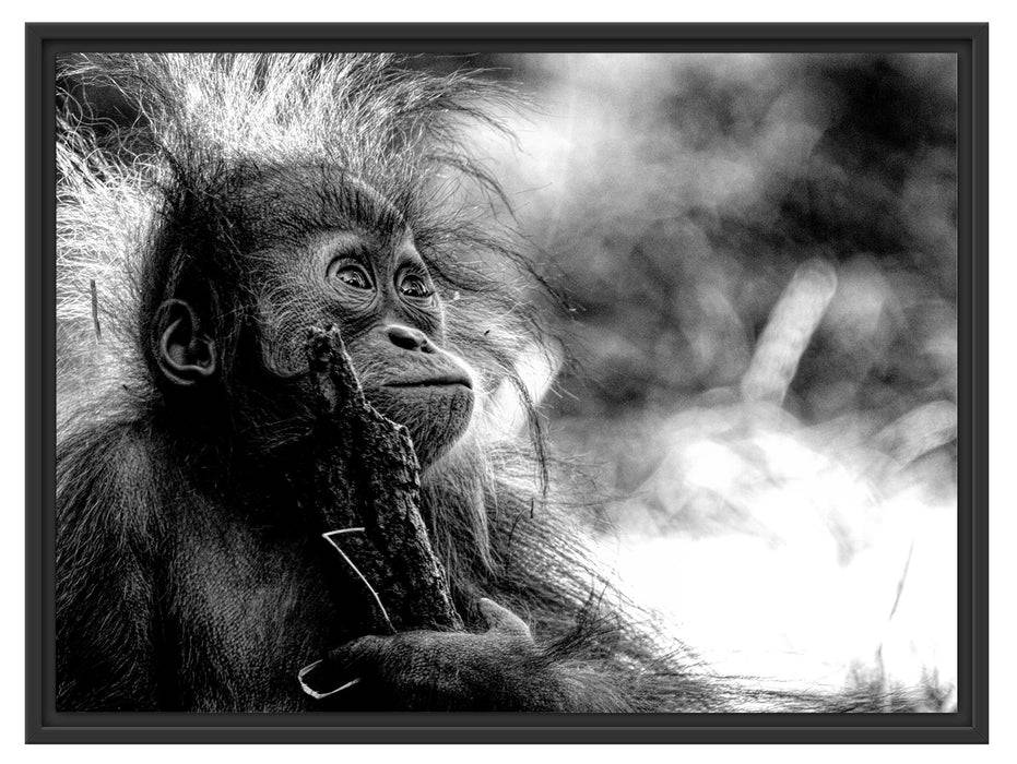 Pixxprint Orang-Utan Baby spielt mit Stock, Monochrome, im Schwebe-Effekt Bilderrahmen Fabrik Onlineshop