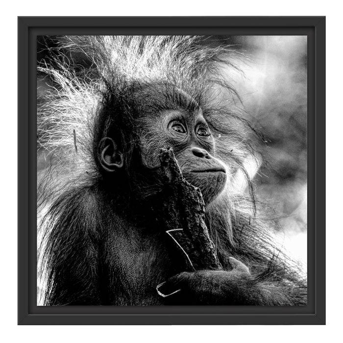 Pixxprint Orang-Utan Baby spielt mit Stock, Monochrome, im Schwebe-Effekt Bilderrahmen Fabrik Onlineshop