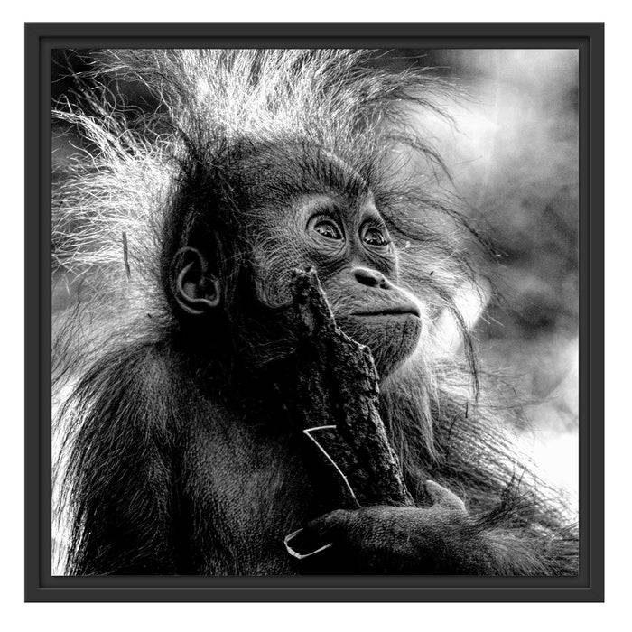 Pixxprint Orang-Utan Baby spielt mit Stock, Monochrome, im Schwebe-Effekt Bilderrahmen Fabrik Onlineshop