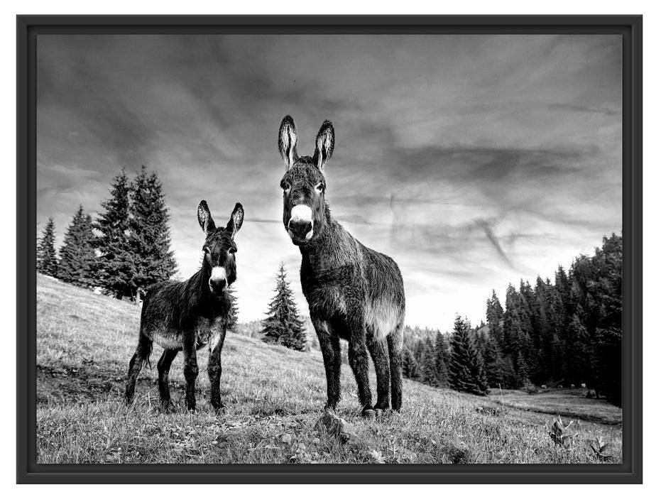 Pixxprint Esel auf Wiese in der Dämmerung, Monochrome, im Schwebe-Effekt Bilderrahmen Fabrikpreis