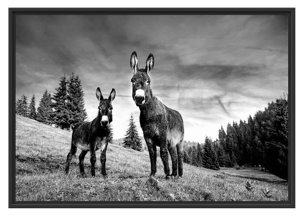 Pixxprint Esel auf Wiese in der Dämmerung, Monochrome, im Schwebe-Effekt Bilderrahmen Fabrikpreis